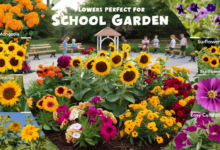 what flowers to have in a school garden​